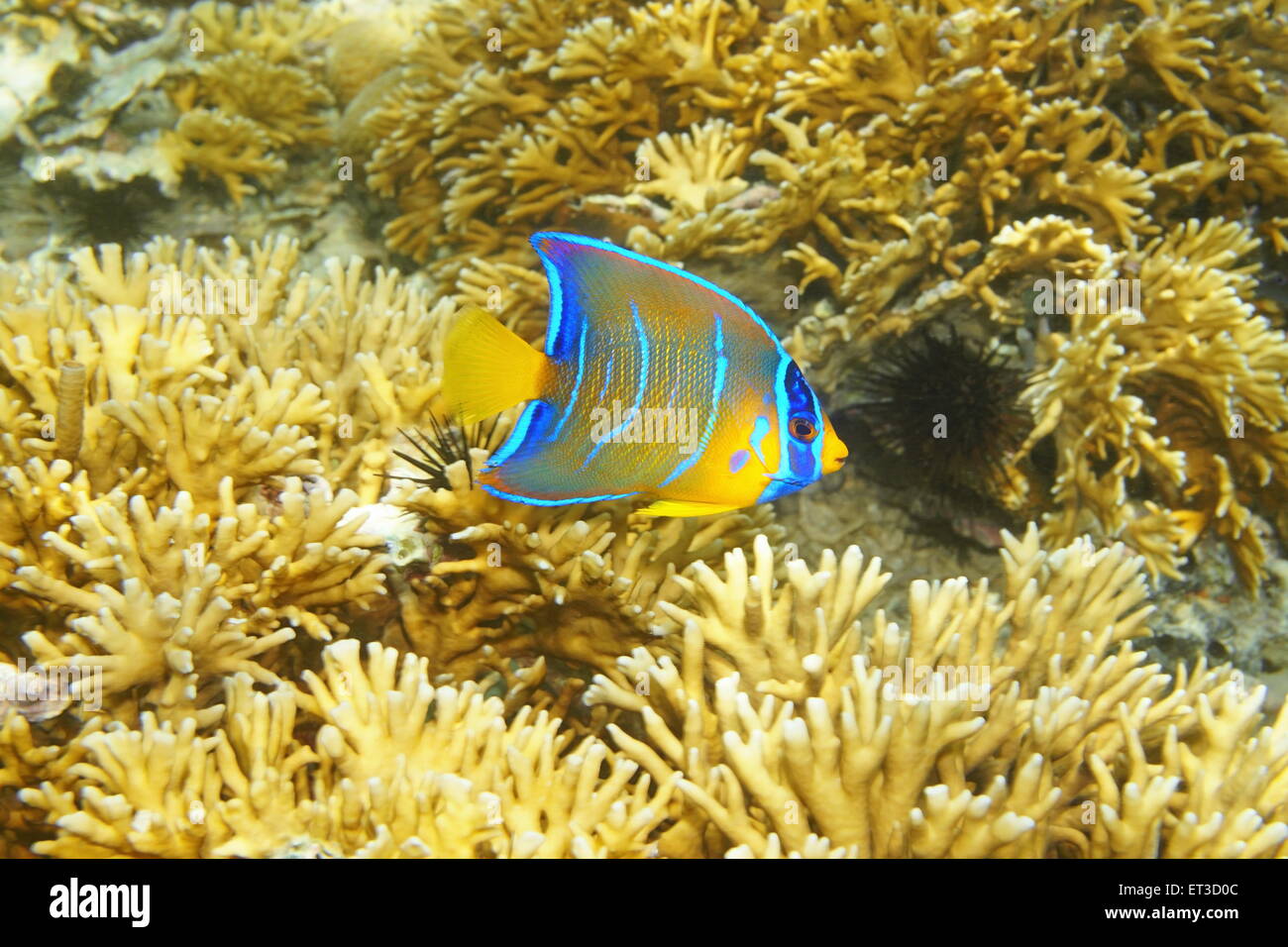 Caribbean reef fish underwater, juvenile Queen angelfish, Holacanthus ciliaris Stock Photo