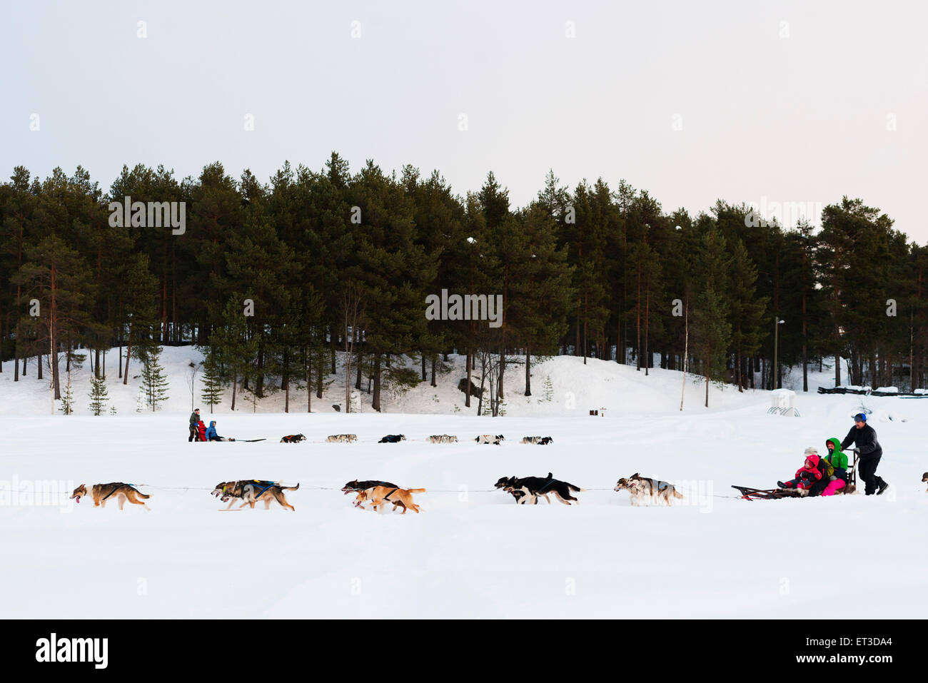 Arctic Circle, Lapland, Scandinavia, Sweden, Jokkmokk, dog sledding Stock Photo