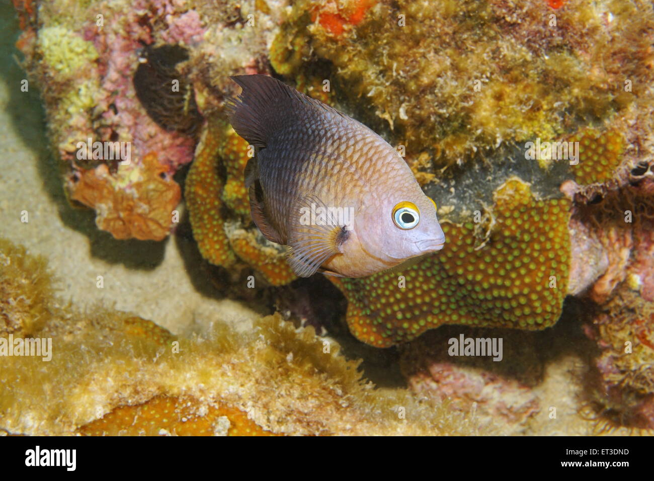 Caribbean reef fish underwater, Threespot damselfish, Stegastes planifrons Stock Photo