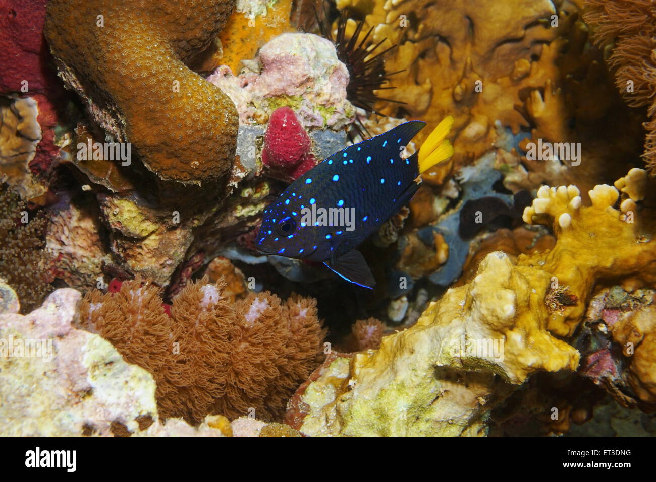 Caribbean reef fish underwater, Yellowtail damselfish in intermediate phase, Microspathodon chrysurus Stock Photo