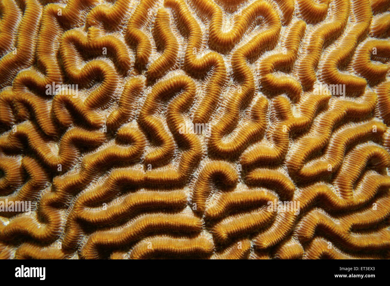 Underwater marine life, pattern of symmetrical brain coral, Diploria strigosa, Caribbean sea Stock Photo