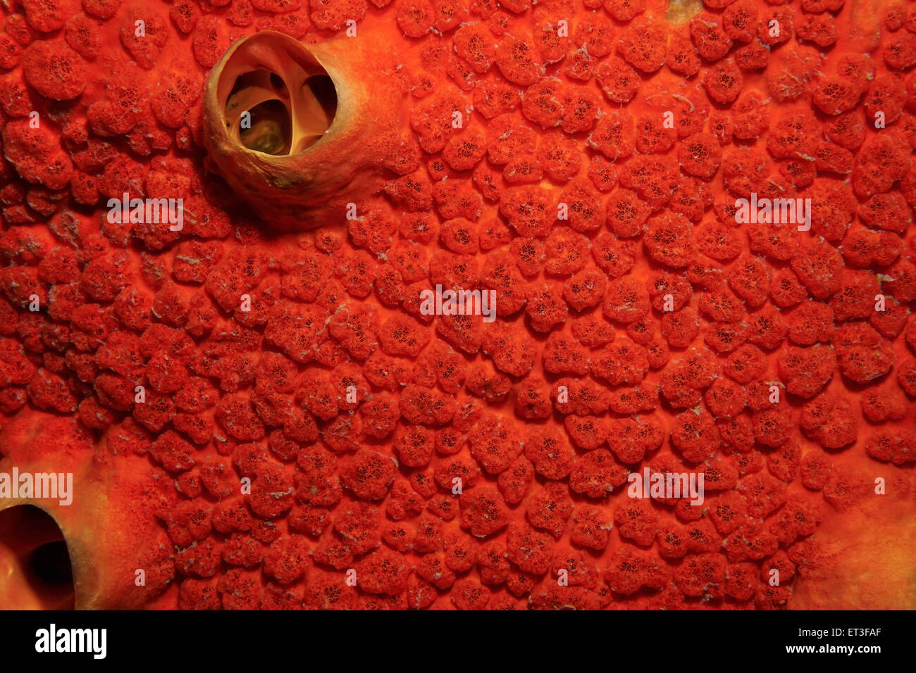 Underwater life, close up image of red boring sponge, Cliona delitrix, Caribbean sea Stock Photo