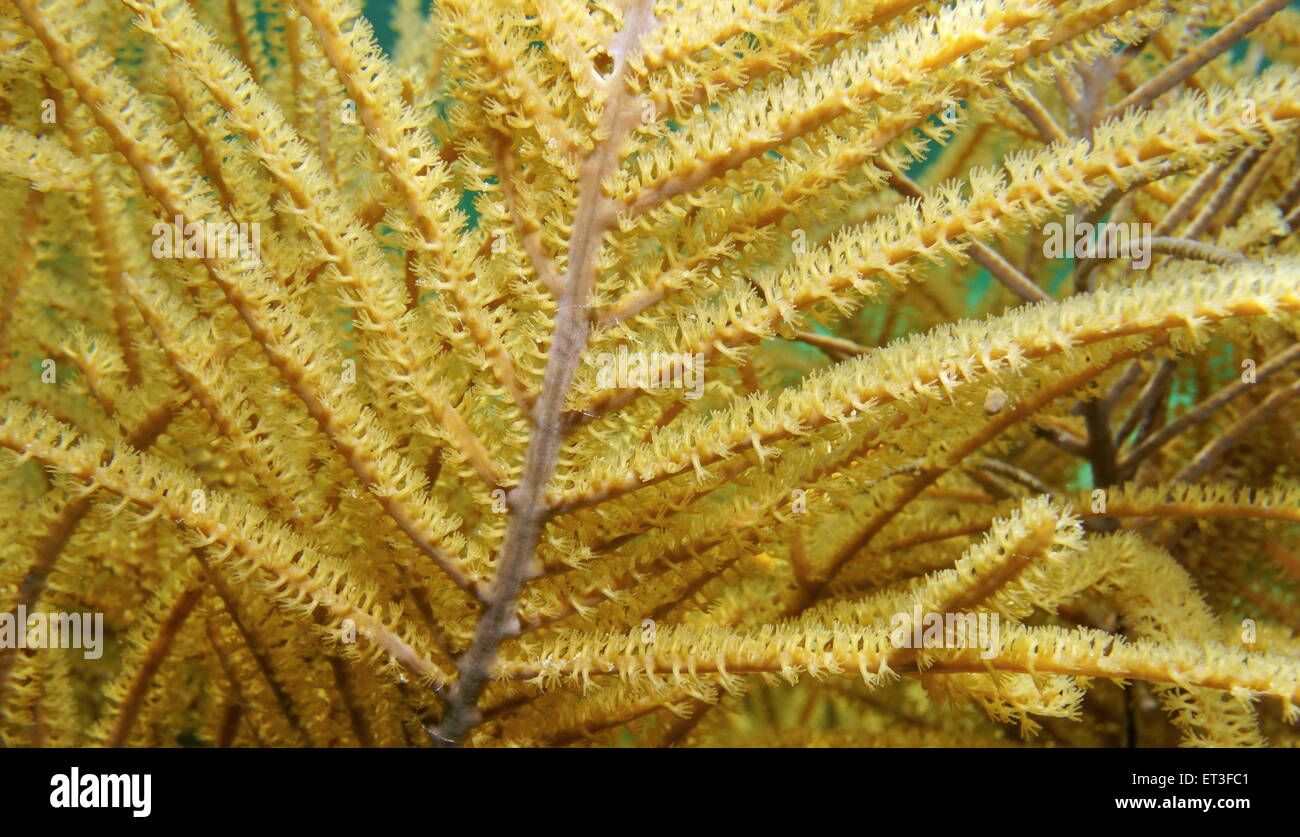 Underwater marine life, close up image of sea plume gorgonian octocoral, Pseudopterogorgia spp., Caribbean sea Stock Photo