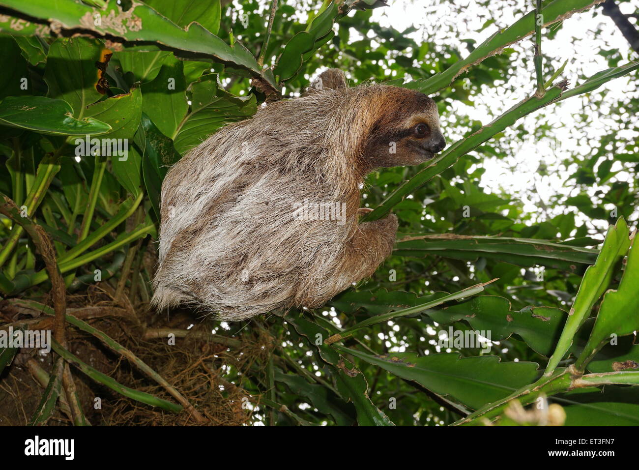 Three-toed sloth animal climbing plant in the jungle of Costa Rica, Central America Stock Photo