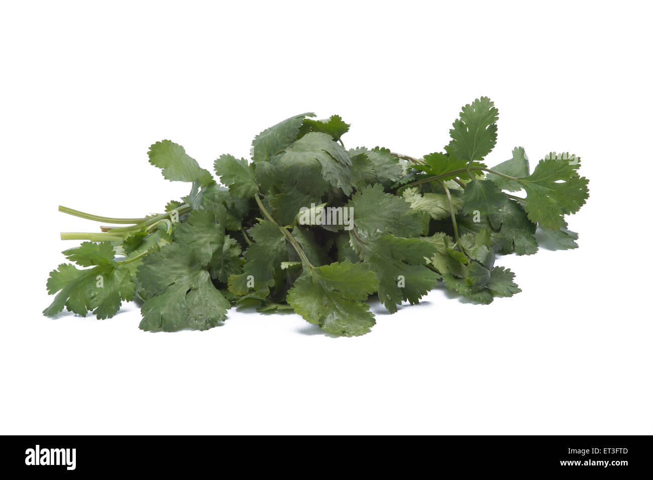 Coriander isolated on white background Stock Photo - Alamy