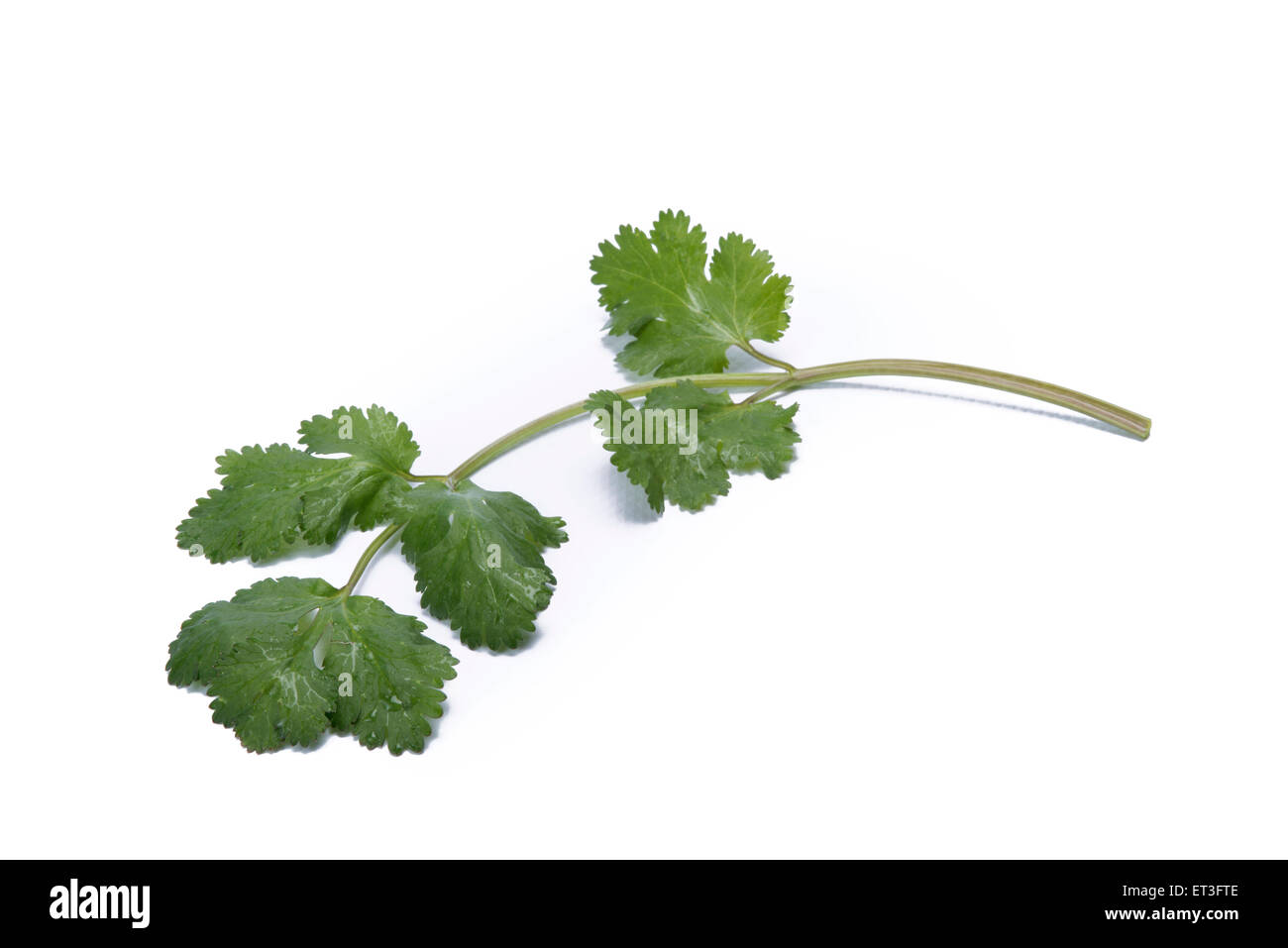 Coriander isolated on white background Stock Photo - Alamy