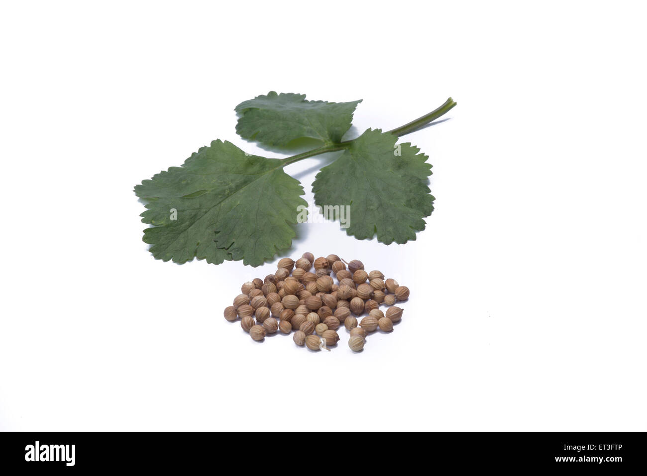 Coriander with seeds isolated on white background Stock Photo - Alamy