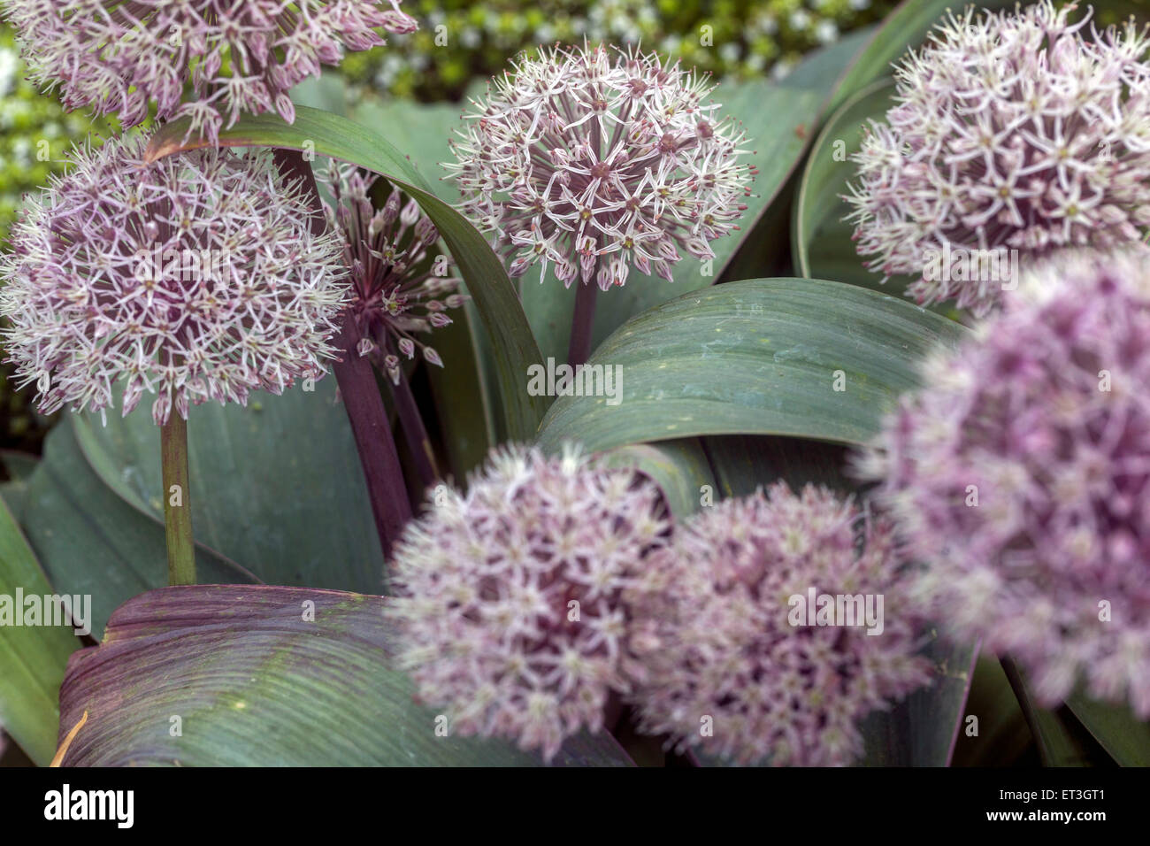 Allium karataviense flower Stock Photo
