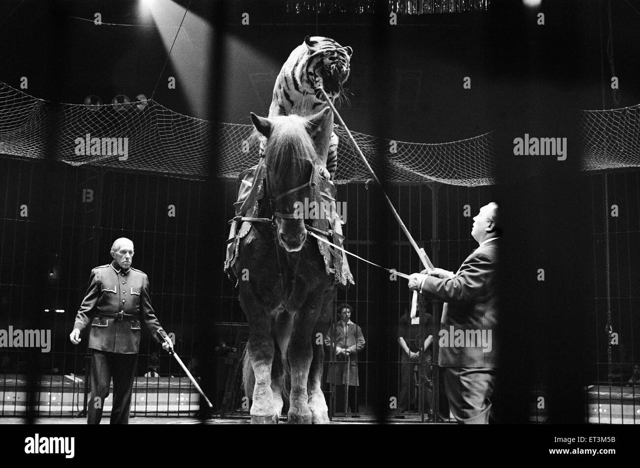 Harry Belli's horse riding tiger riders Sam, a cart horse in the Belle Vue Circus. Timmy, a fully grown tiger from Bengal is the star attraction in the circus. Manchester, 22nd December 1969. Stock Photo