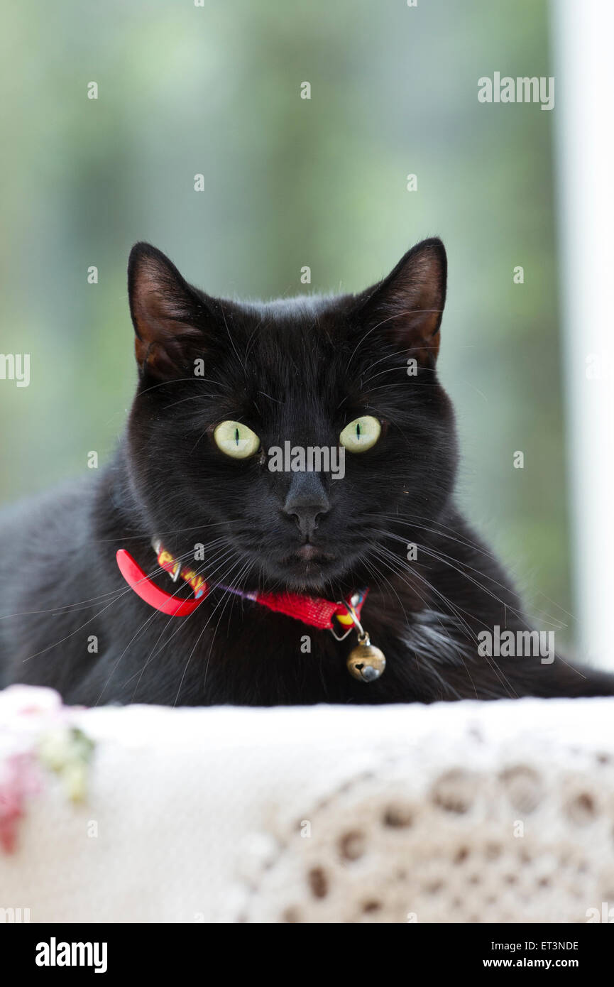 Black cat red collar hires stock photography and images Alamy