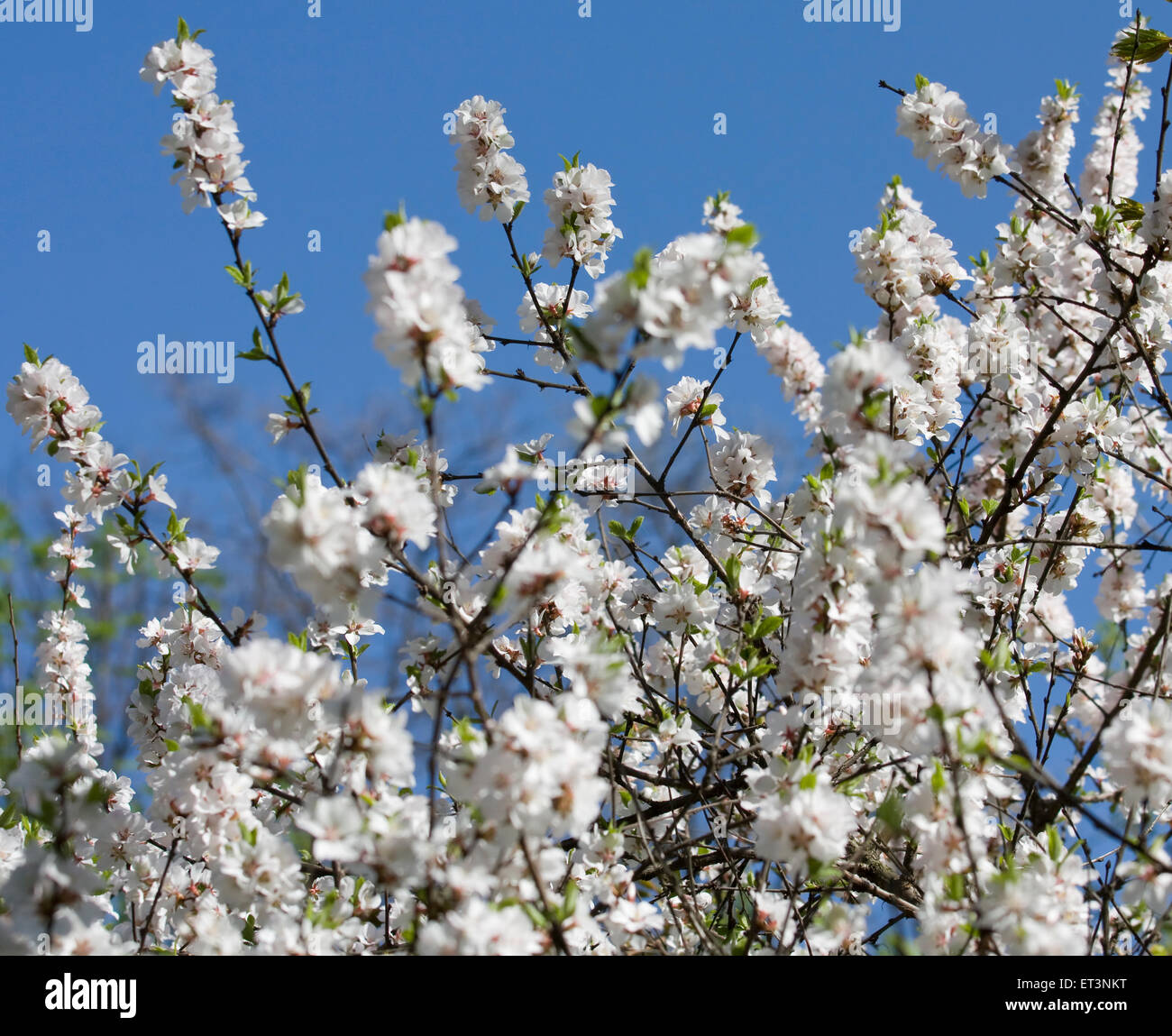 Branches of cherry tree in blossom with flowers on blue sky Stock Photo ...