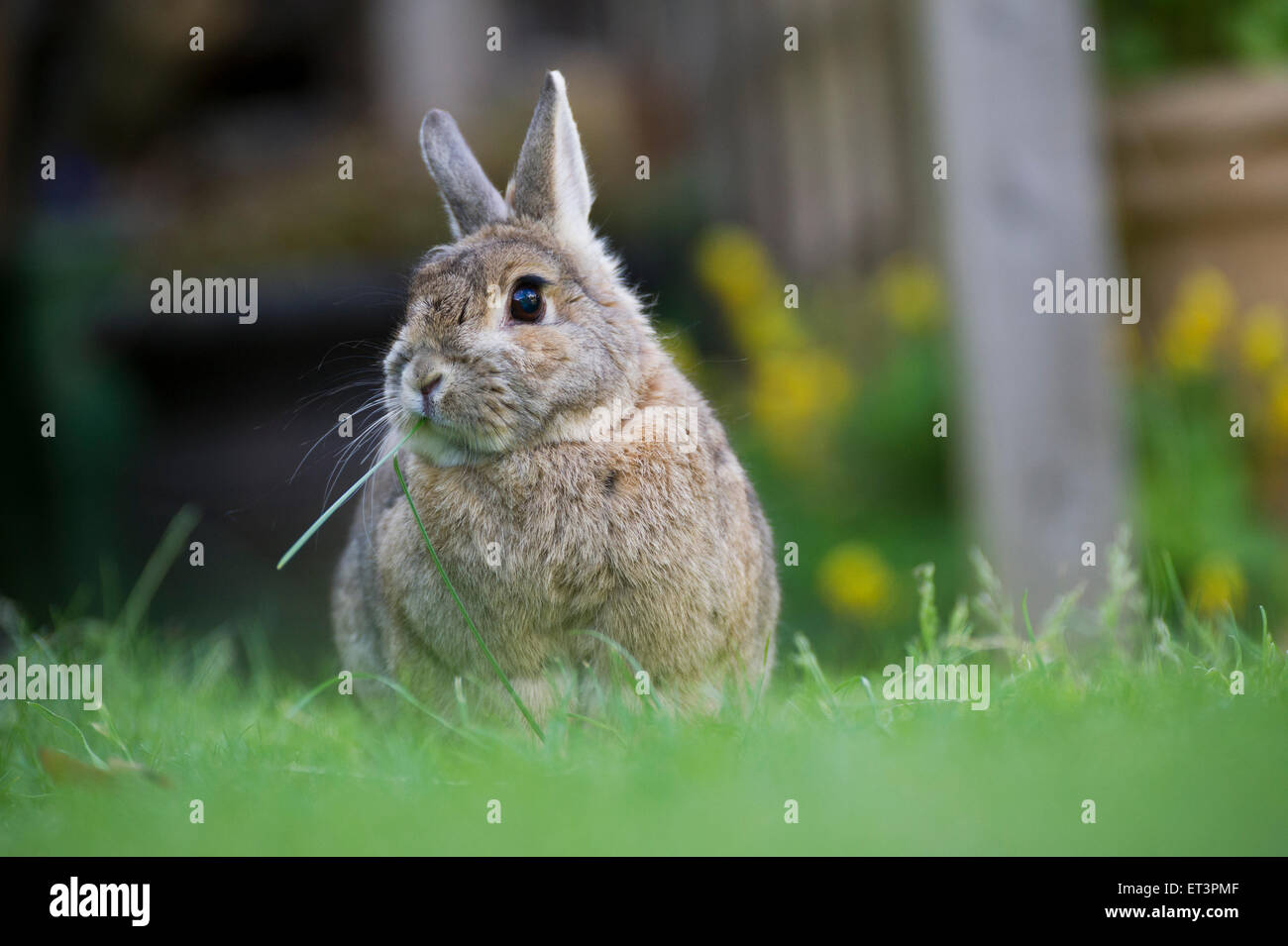 A pet rabbit in a garden. Stock Photo