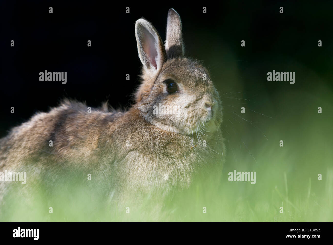European rabbit or common rabbit (Oryctolagus cuniculus) in a garden Stock Photo