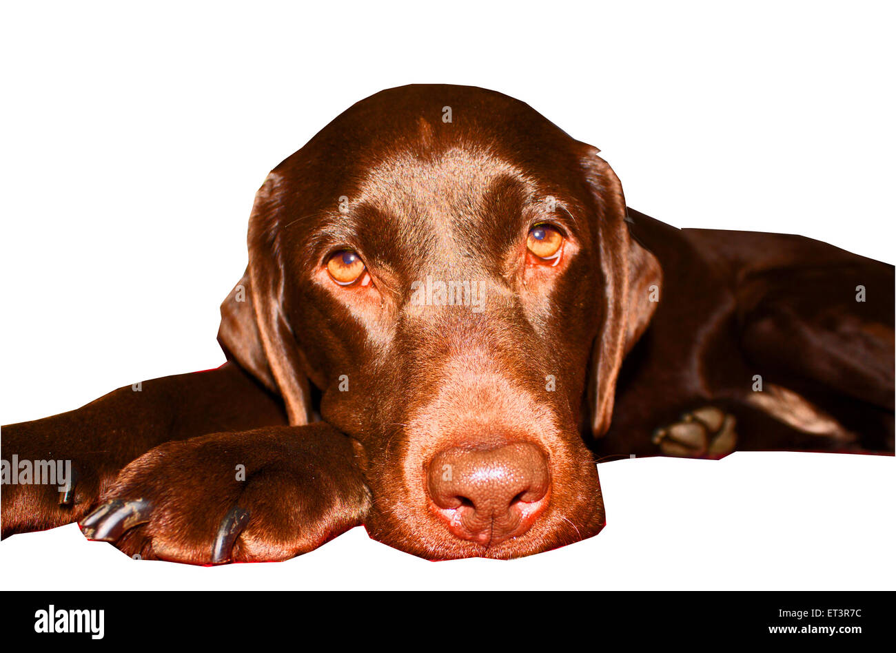 studio photography, adorable, chocolate Labrador, rescue dog, shiny