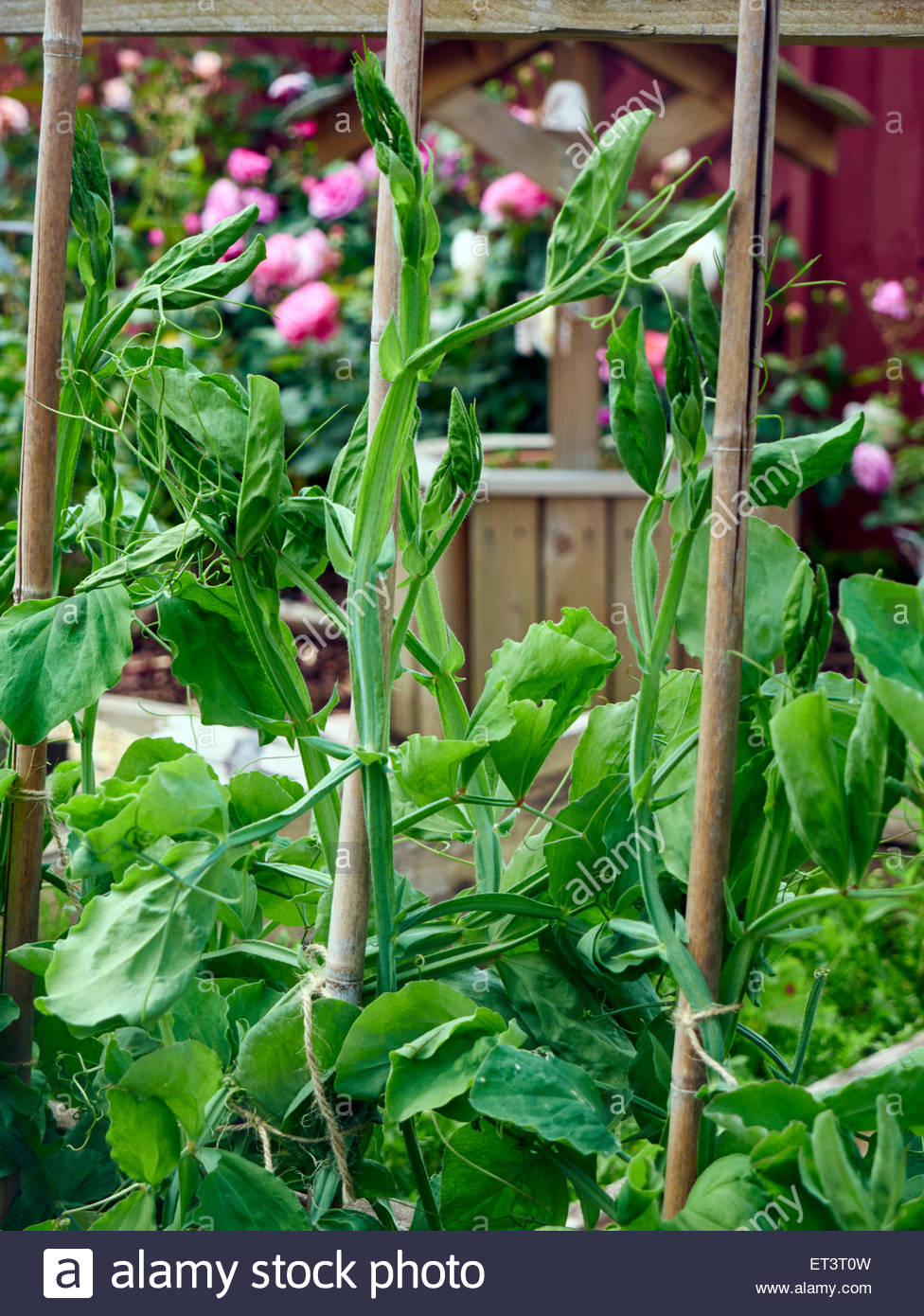 Pea Sticks High Resolution Stock Photography and Images Alamy