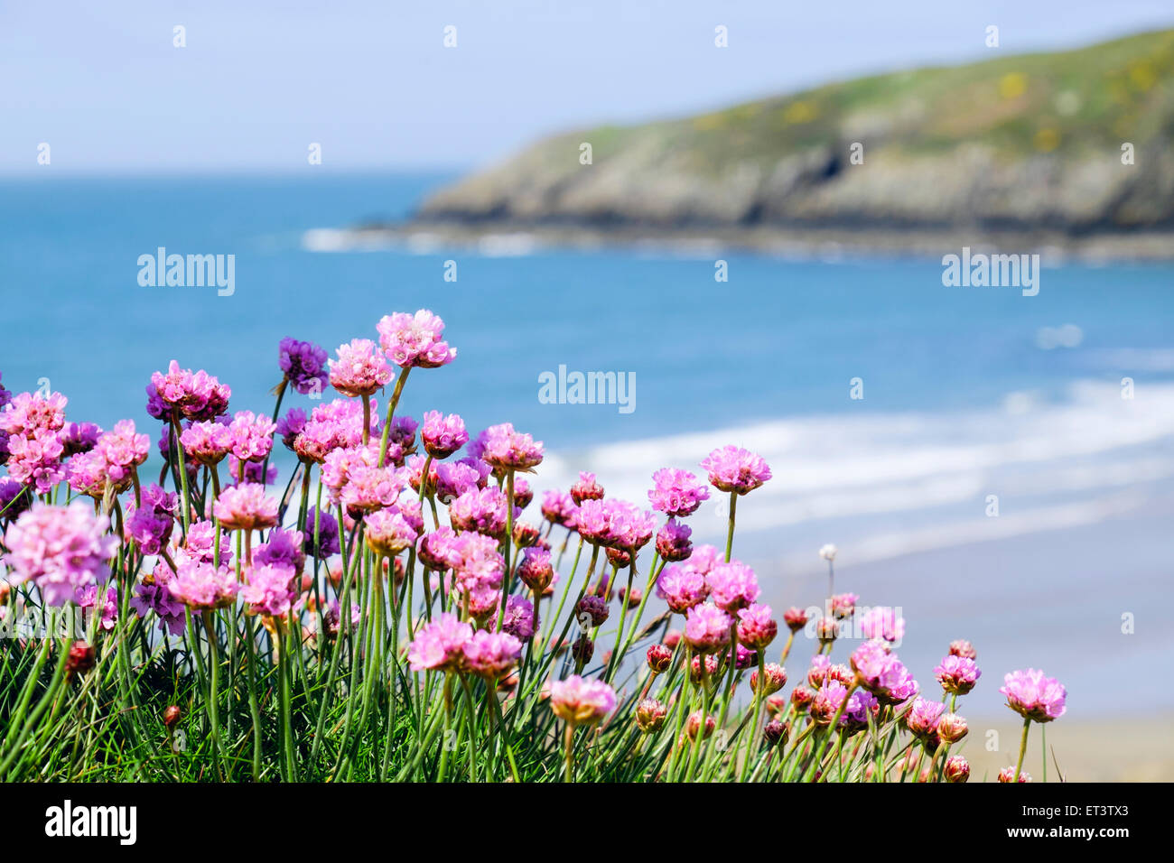 Native Sea Pink or Thrift flowers growing beside Anglesey coast above a beach with blue sea in early summer season. Church Bay Isle Anglesey Wales UK Stock Photo