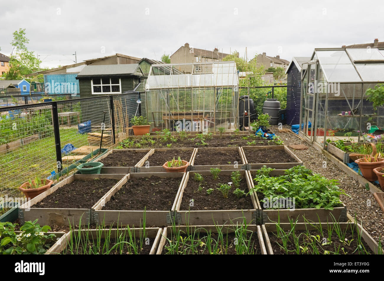 Allotment in the town of Dumbarton, Scotland Stock Photo Alamy
