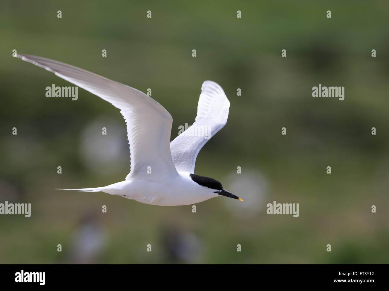 Sandwich Tern flying over colony Stock Photo