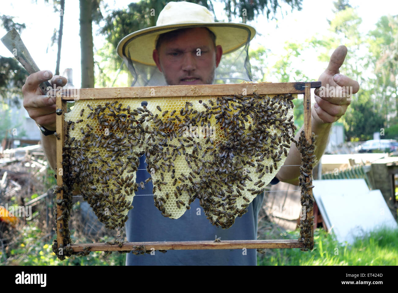 Berlin, Germany, professional beekeepers controls a brood comb his colony Stock Photo
