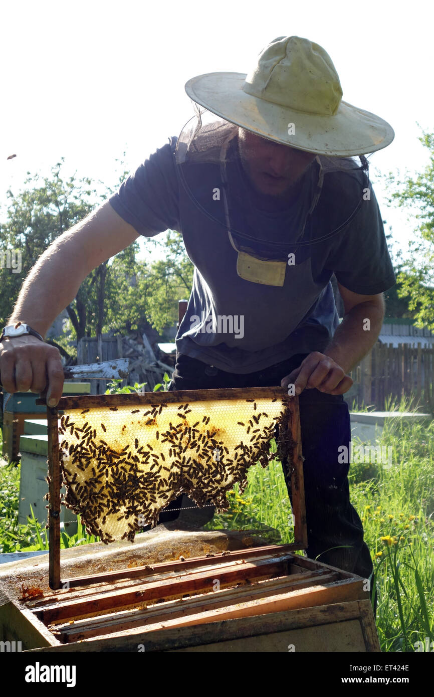 Berlin, Germany, professional beekeepers controls a brood comb his colony Stock Photo