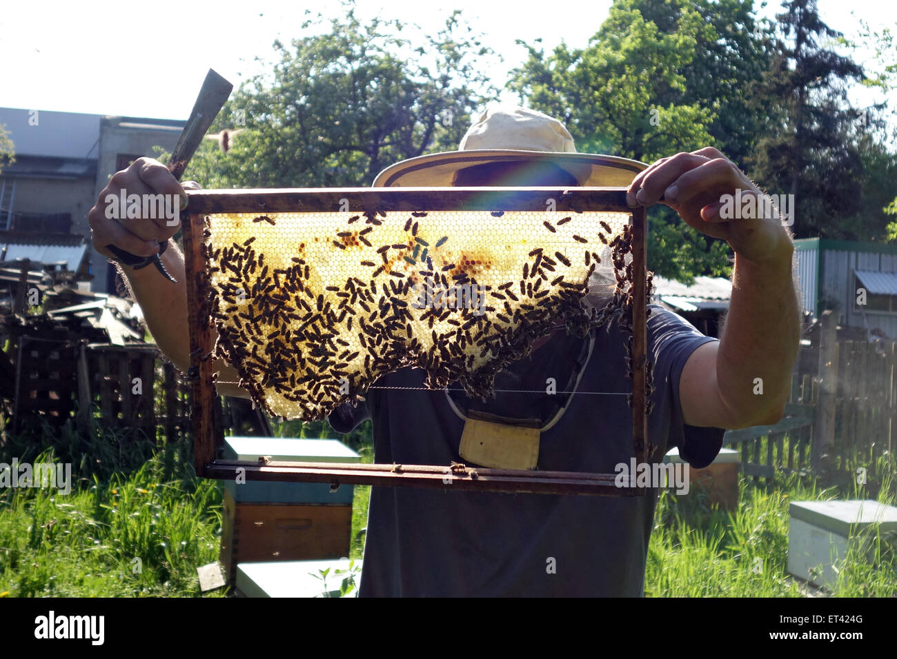 Berlin, Germany, professional beekeepers controls a brood comb of a bee colony Stock Photo