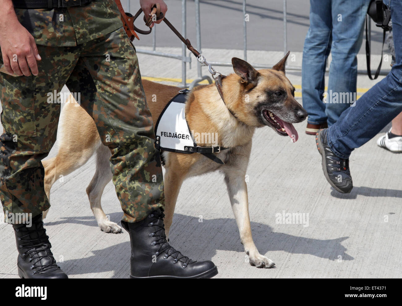 Schoenefeld, Germany, service dog of military police troops of the Bundeswehr Stock Photo