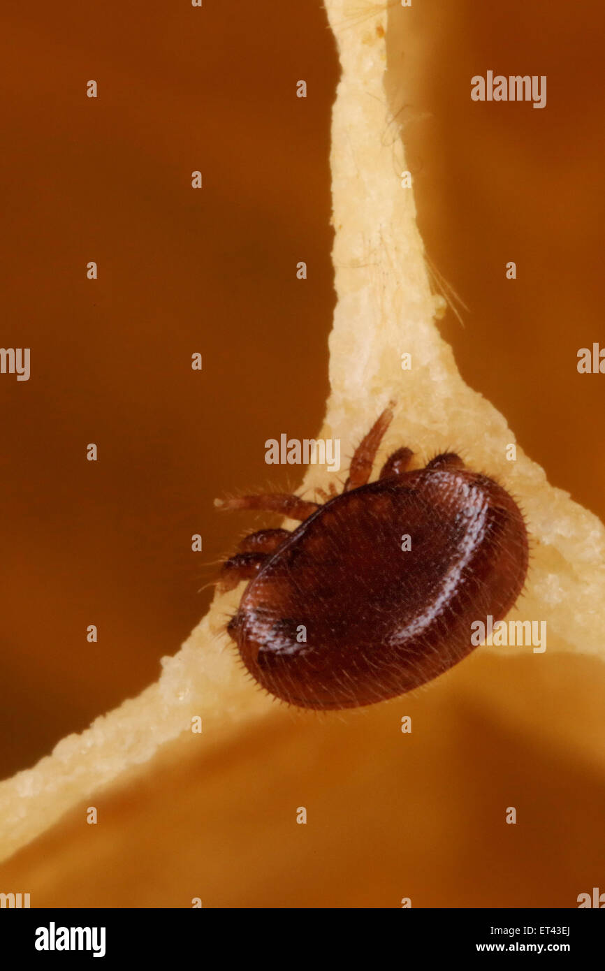 Berlin, Germany, Varroa mites on the brink of brood comb Stock Photo
