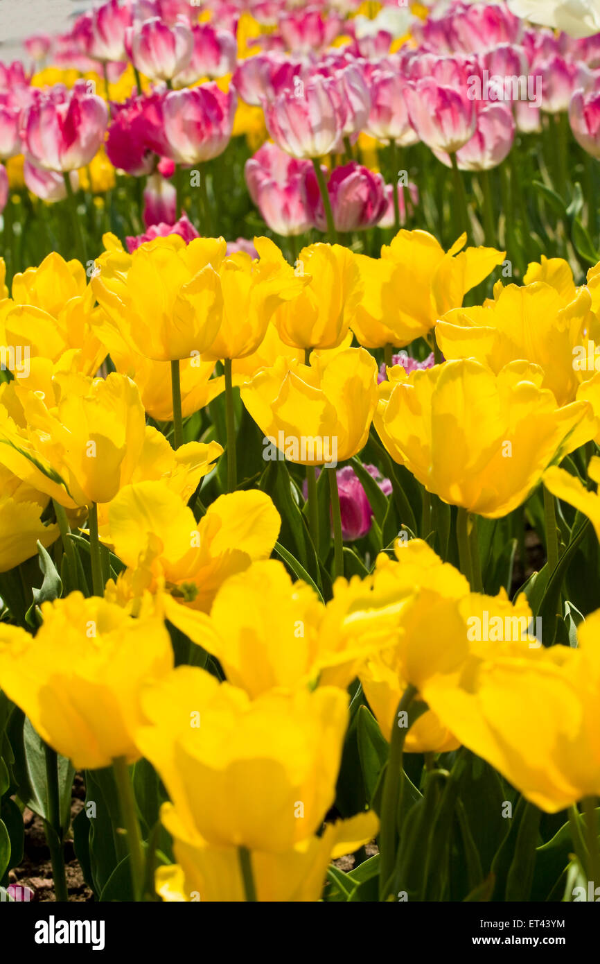 Flower bed with tulips of yellow and pink colours Stock Photo - Alamy