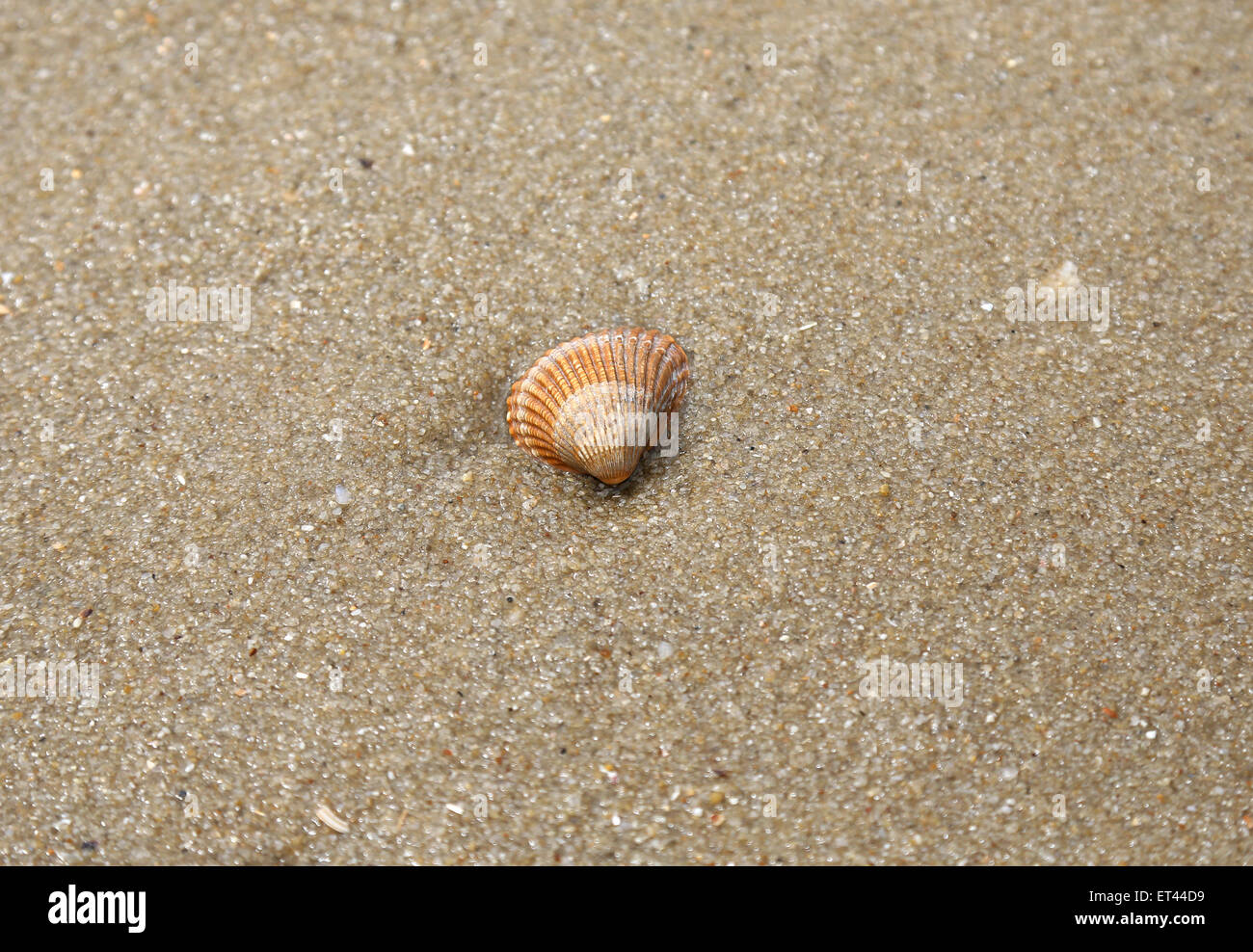 Sylt, Germany, cockle on the beach Stock Photo Alamy