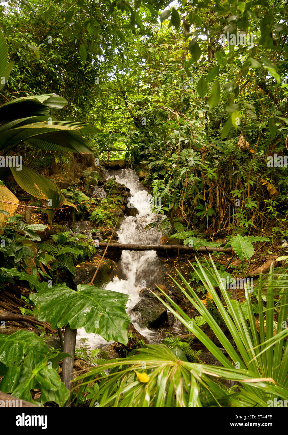 A waterfall inside the Rainforest Biome in the Eden Project, Cornwall, England, UK. Stock Photo
