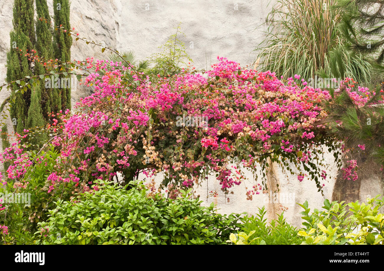 Pink Bougainvillea (Bougainvillea spectabilis) and other plants at the Eden Project in the Mediterranean garden. Stock Photo