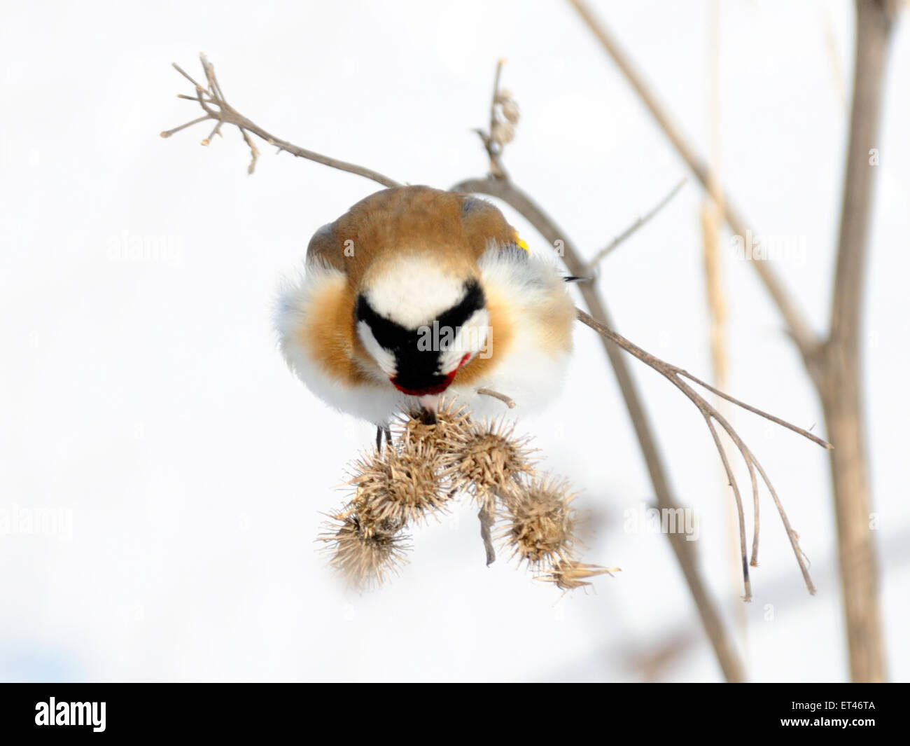 European goldfinch on burdock plant in winter Stock Photo