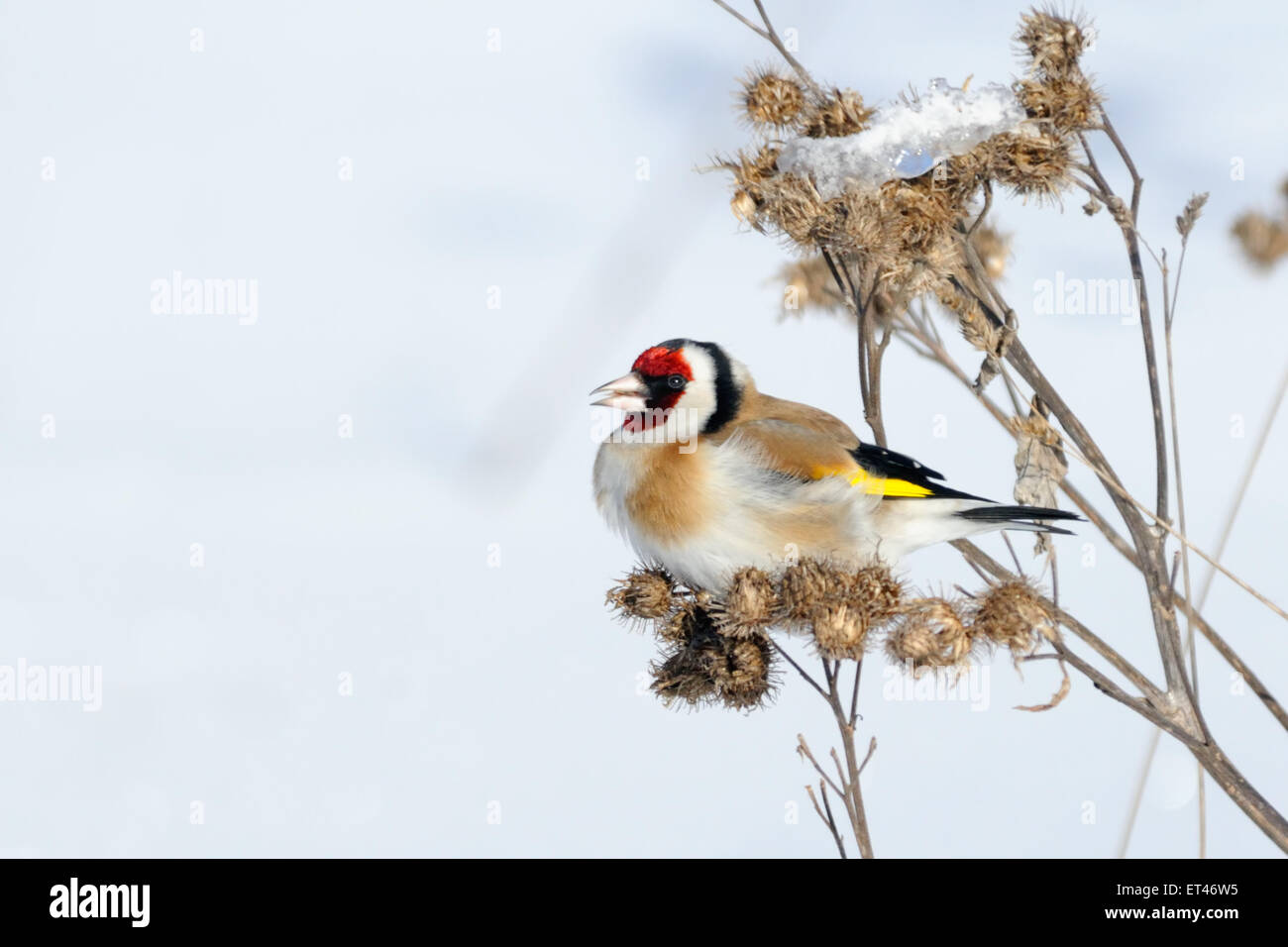 European goldfinch snow hi-res stock photography and images - Alamy