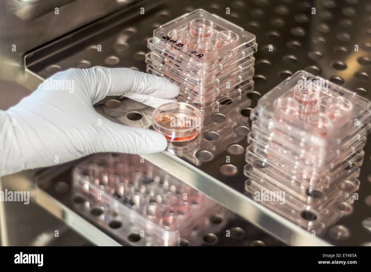 Laboratory medical samples incubation incubator Stock Photo Alamy