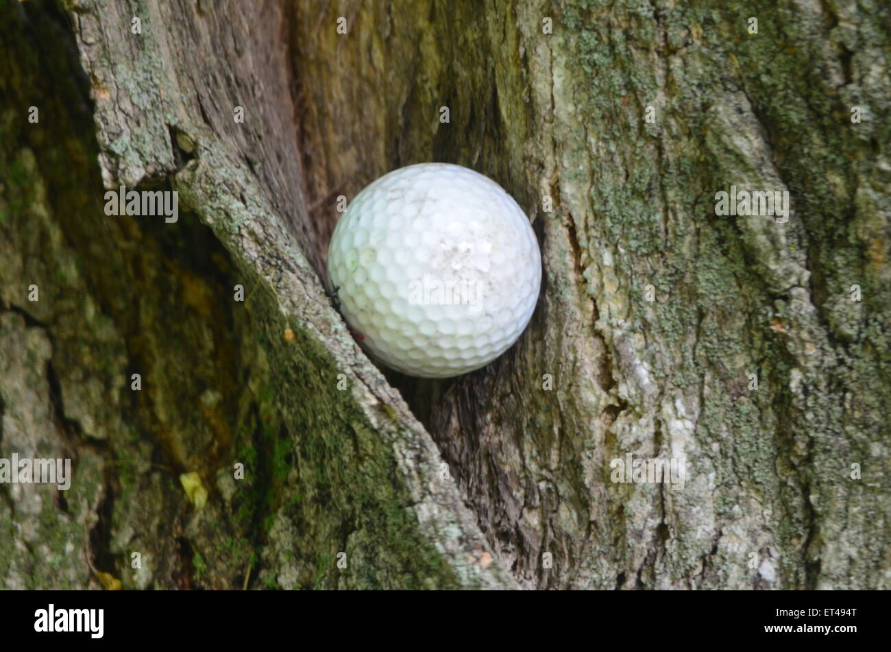 Golf ball in tree hi-res stock photography and images - Alamy