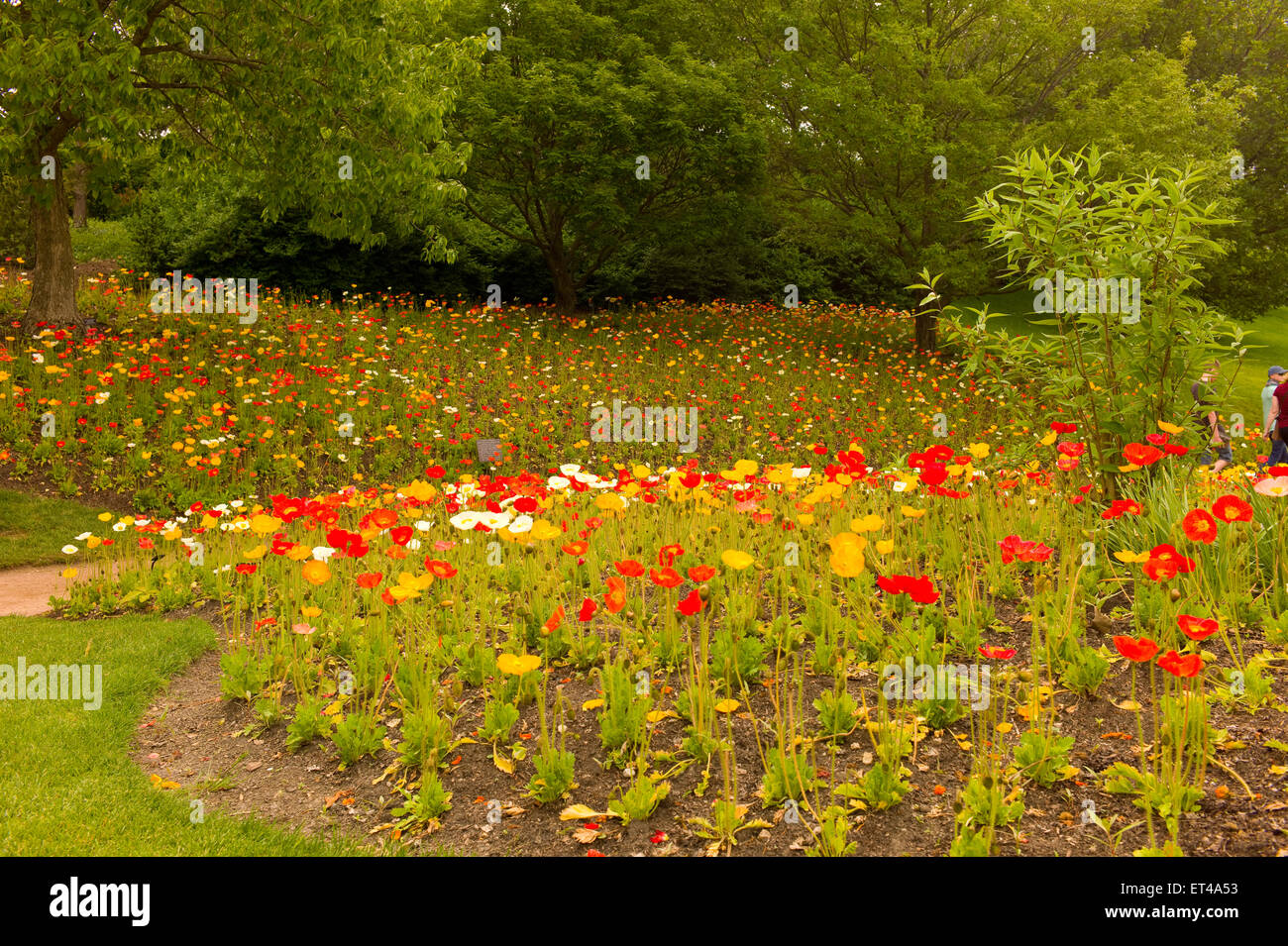 Chicago Botanic Garden english oak meadow Stock Photo Alamy