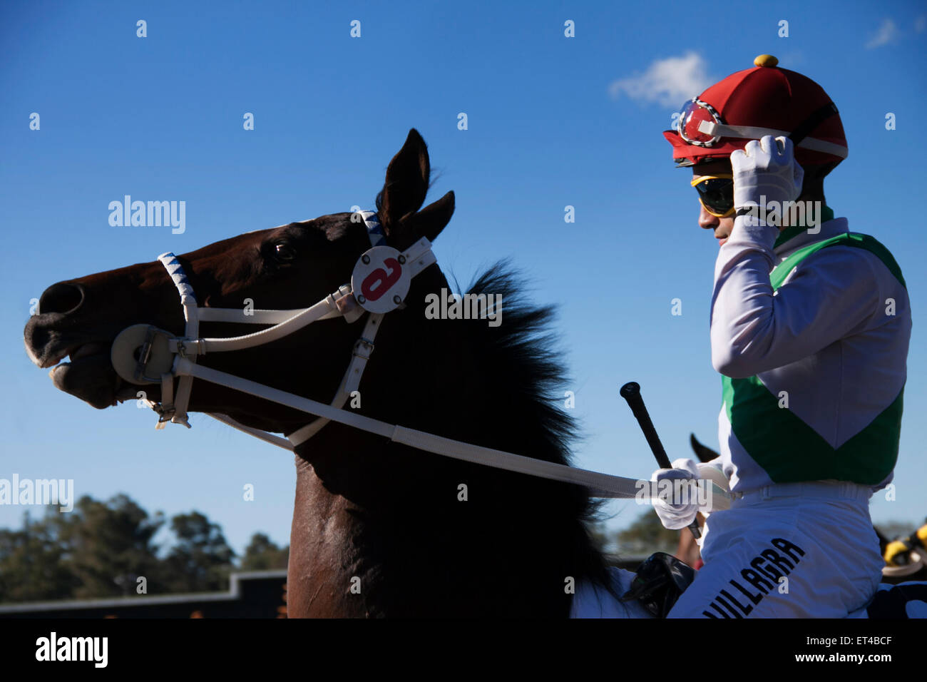 Rider and horse side. rice, sunny day, hippodrome, turf, Jockey Stock Photo