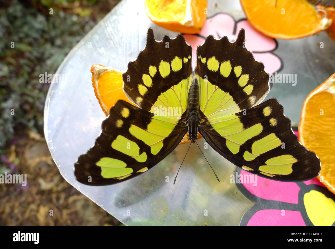 Siproeta stelenes butterfly on feeding plate Stock Photo