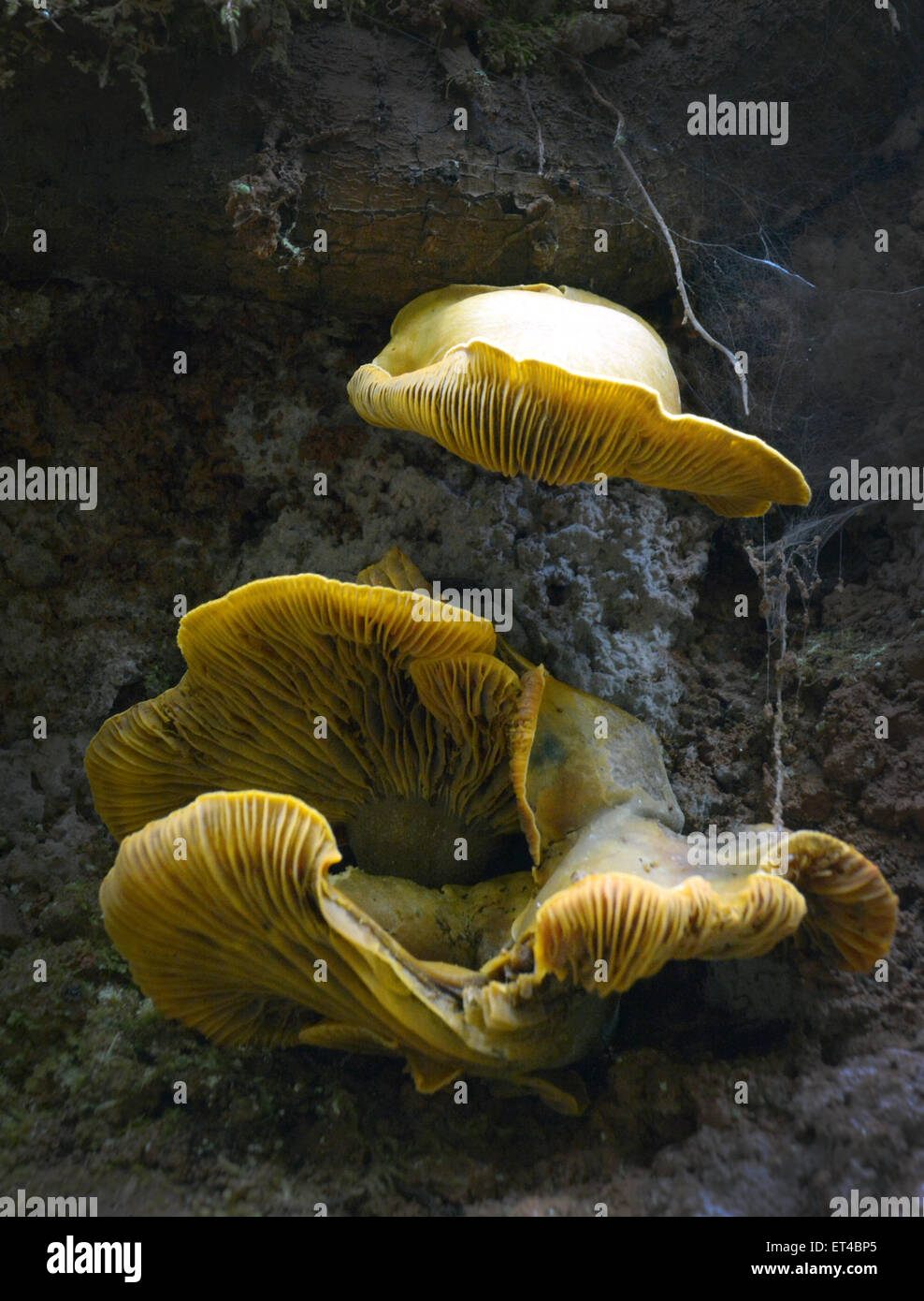 Wild mushrooms, Mt. Tamalpais State Park Stock Photo