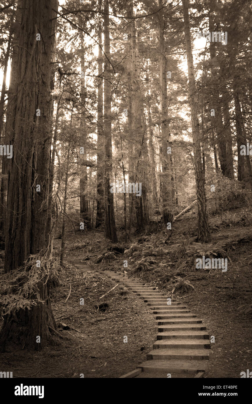 Hiking trail, Muir Woods National Monument Stock Photo