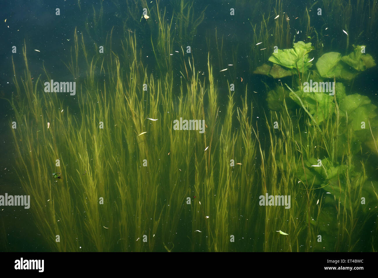 River plants uk underwater hires stock photography and images Alamy