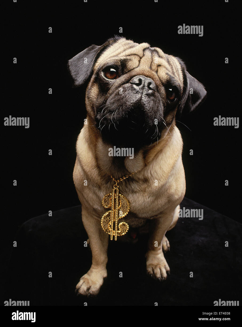 Hamburg, Germany, Dog with gold necklace with dollar signs Stock Photo