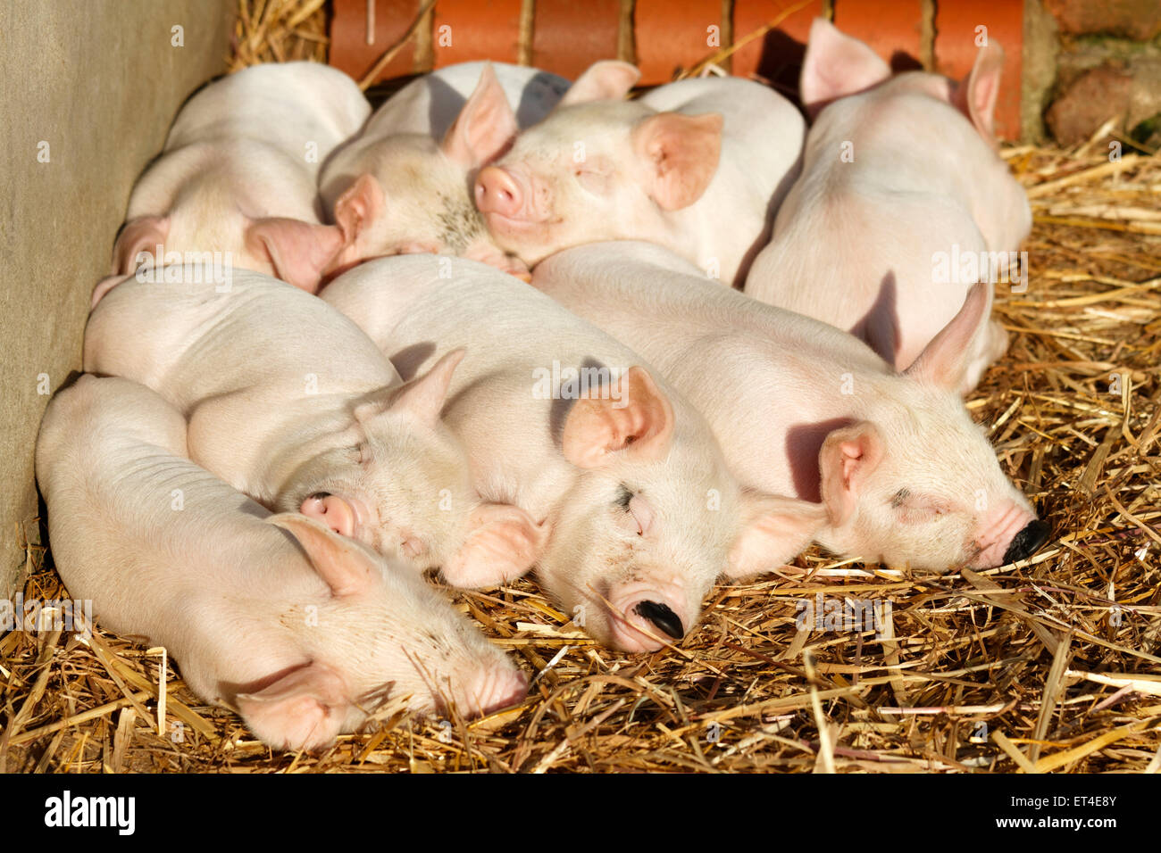 Middle White Piglets sleeping on a bed of straw Stock Photo