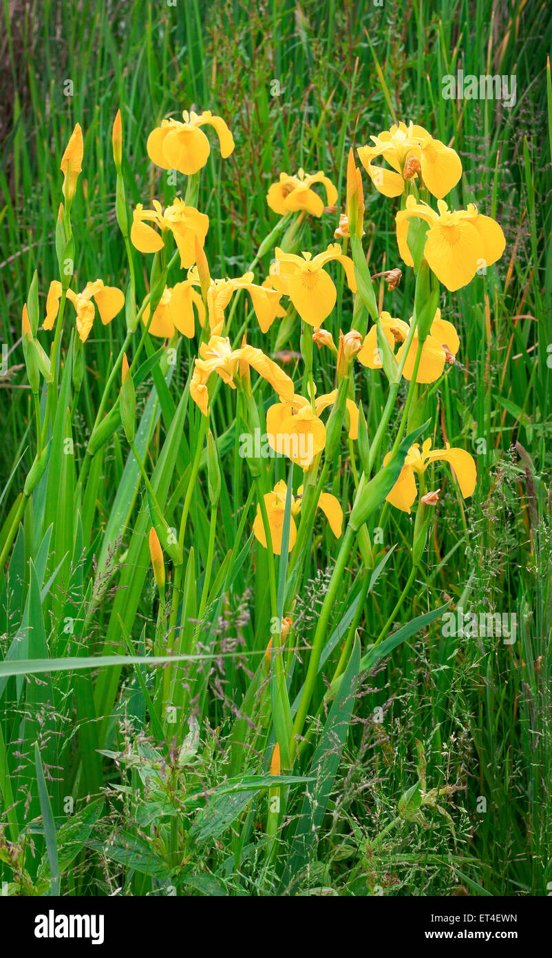 Iris pseudacorus - Yellow Flag Iris Stock Photo