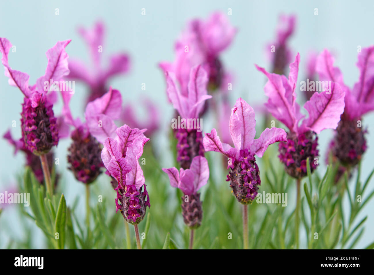 Lavender stoechas 'Coco Dark Pink' Stock Photo