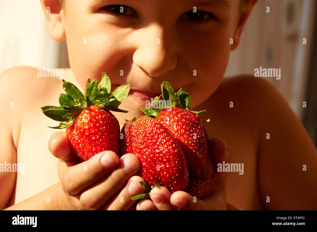 Several huge red ripe strawberries in boy's hands Stock Photo