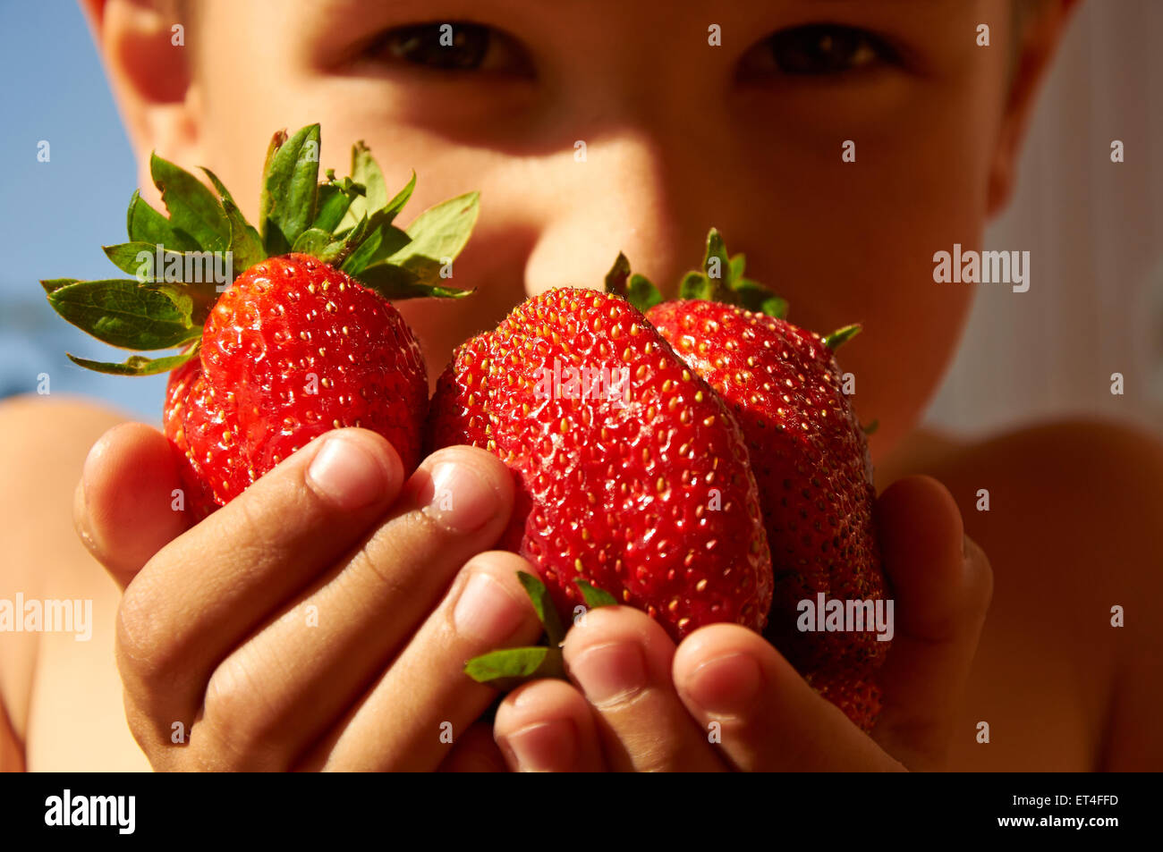 Several huge red ripe strawberries in boy's hands Stock Photo