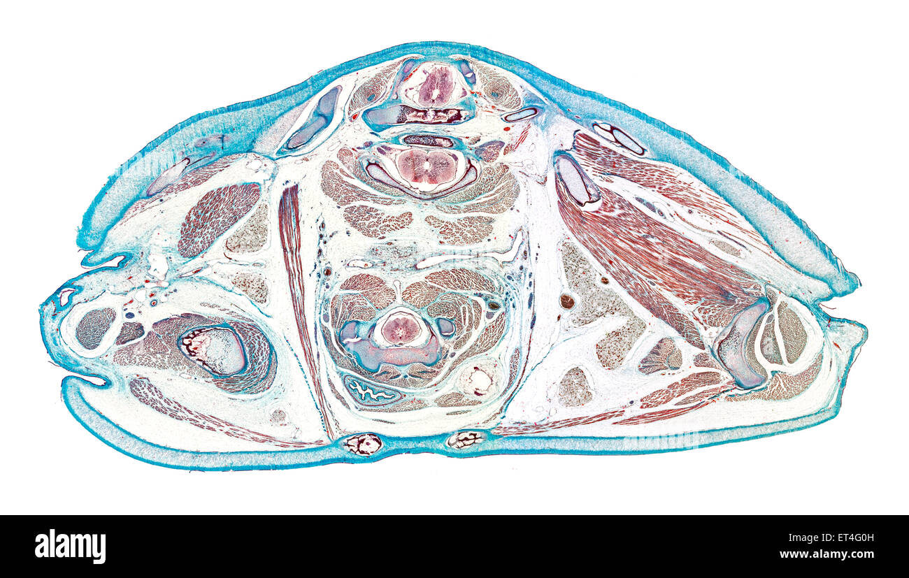 Terrapin TS brightfield photomicrograph rear part of pelvis region of a young hatchling Stock Photo