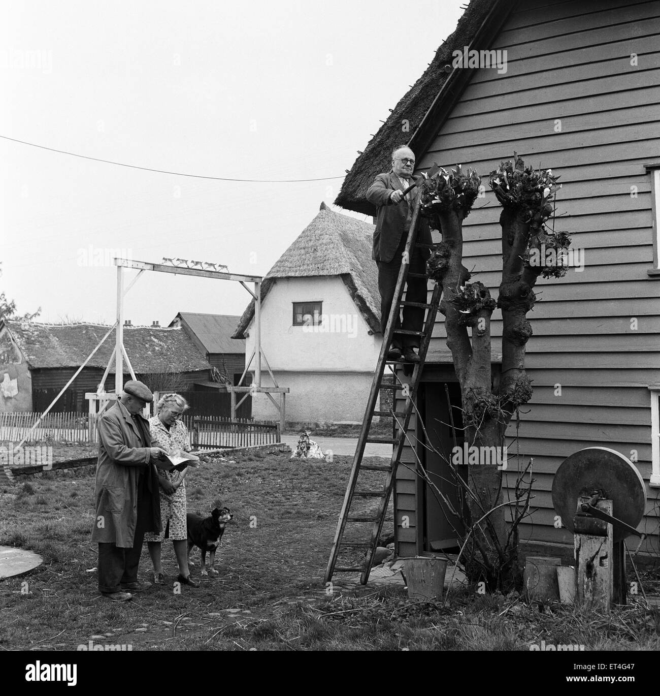 A man cutting down a tree in Barley Village, Lancashire. Circa 1952. Stock Photo