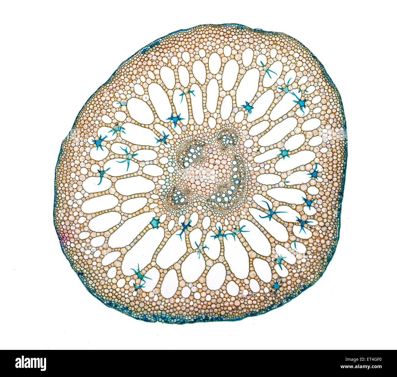 Nymphoides stem TS, stained section brightfield photomicrograph Stock Photo